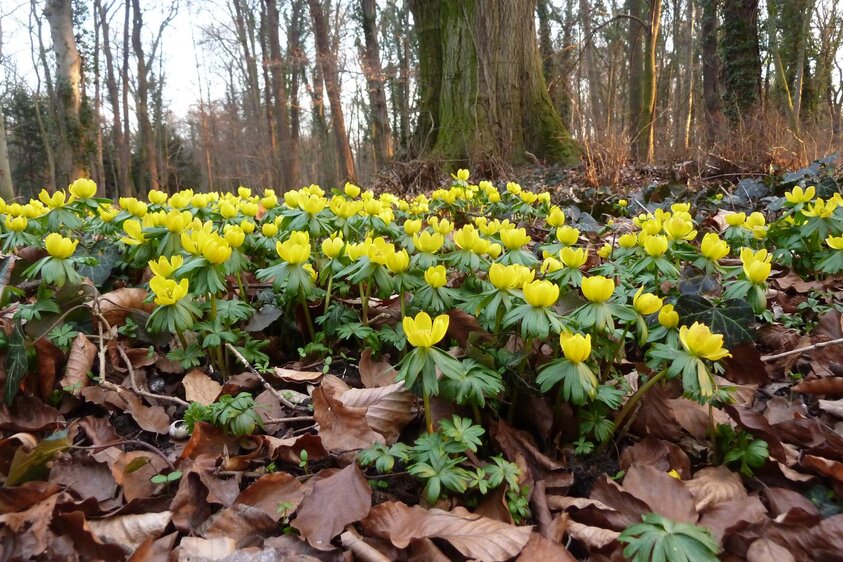Winterling-Tage im Schloss Ostrau