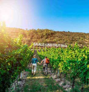 Where to go in Saale-Unstrut - hiking in the Saalhausen vineyards (c) Saale-Unstrut-Tourismus e.V., Transmedial