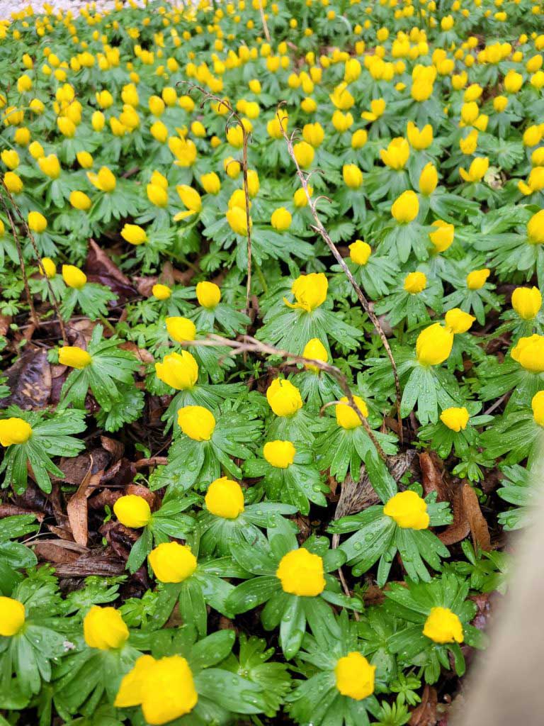 Winter flowers (c) Heidi Heldt