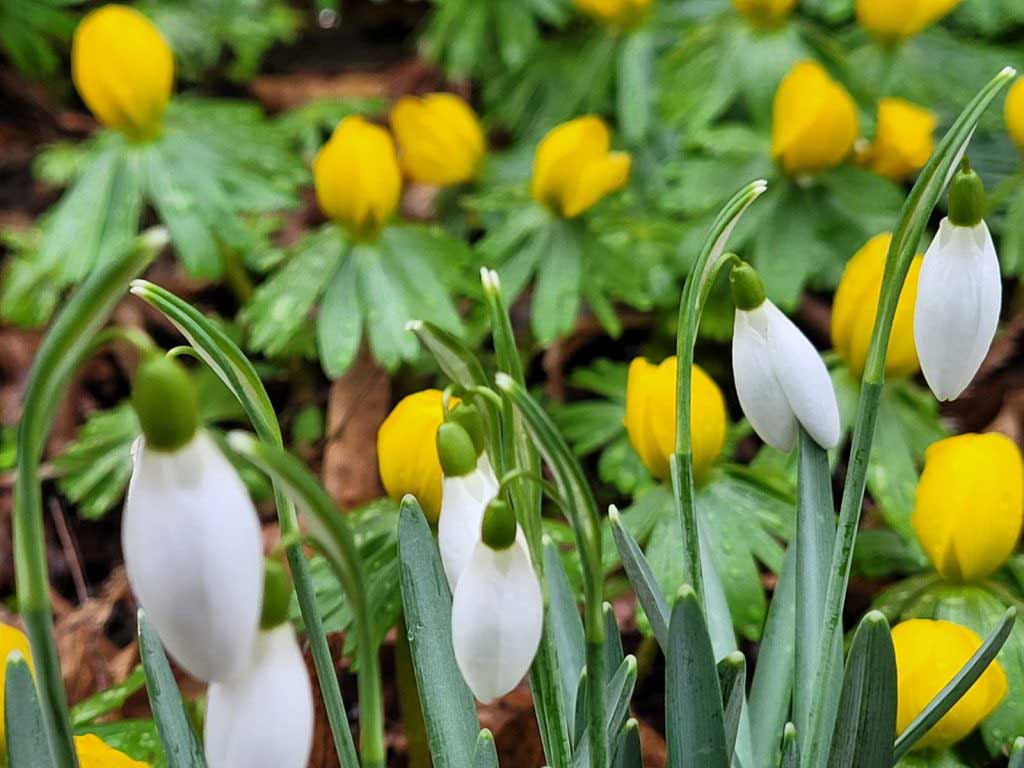 Early bloomers in Saale-Unstrut (c) Heidi Heldt