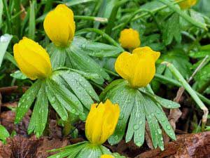 Early bloomers in Saale-Unstrut - Winterlings (c) Heidi Heldt