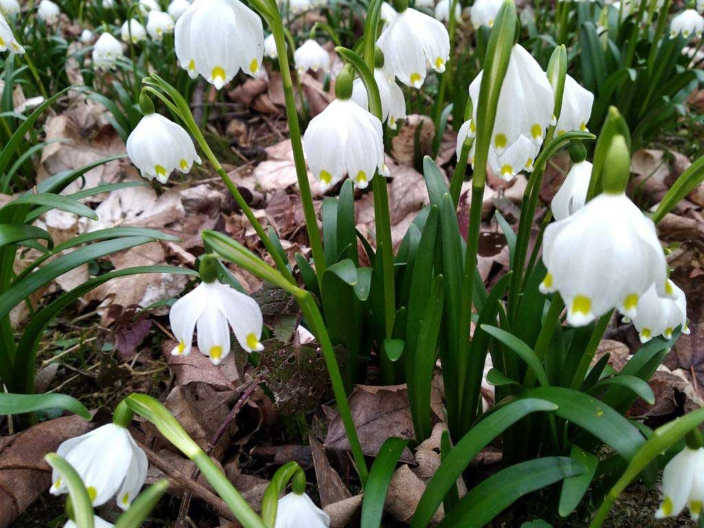 Marchflower very close (c) Municipality of Gutenborn, Kinderfestverein Ossig e.V.