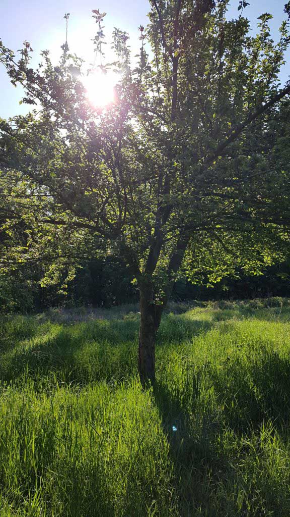 Mit Smartphone und App durch Saale-Unstrut - 8 digitale Führungen zum Kennenlernen Streuobstwiese am Naturlehrpfad Sprohne (c) Naturpark Unteres Saaletal