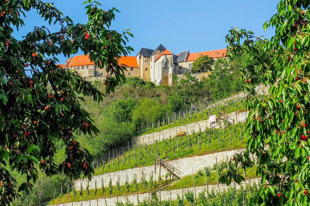 Ducal vineyard with Neuenburg Castle (c) Laura Schneider