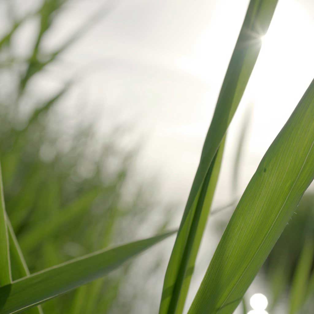 Reed view at the Geiseltalsee (c) Daniel Remler