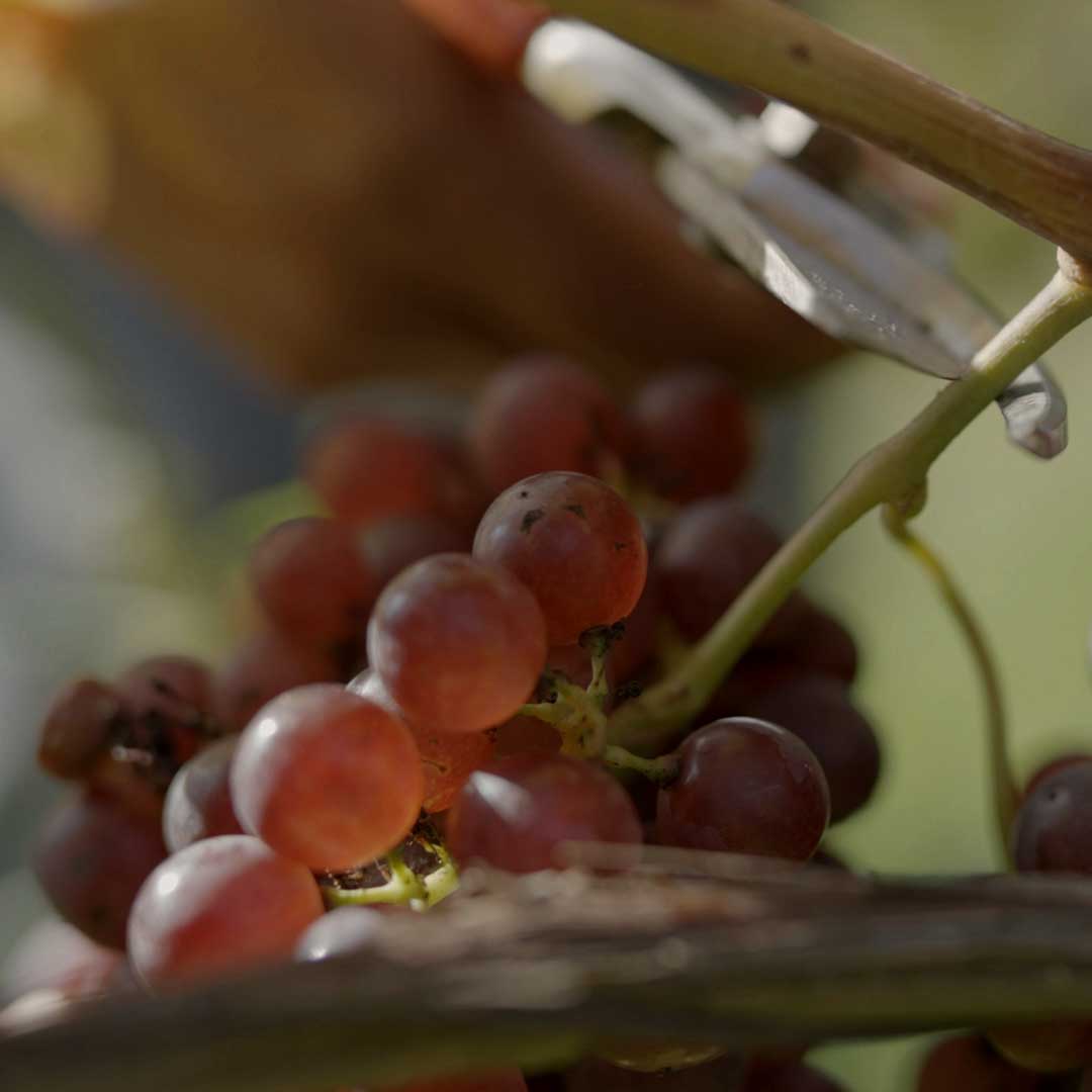 Tijdens de druivenoogst moet het snoeien correct gebeuren (c) Daniel Remler