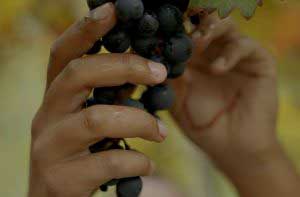 Grape harvest in autumn (c) Daniel Remler