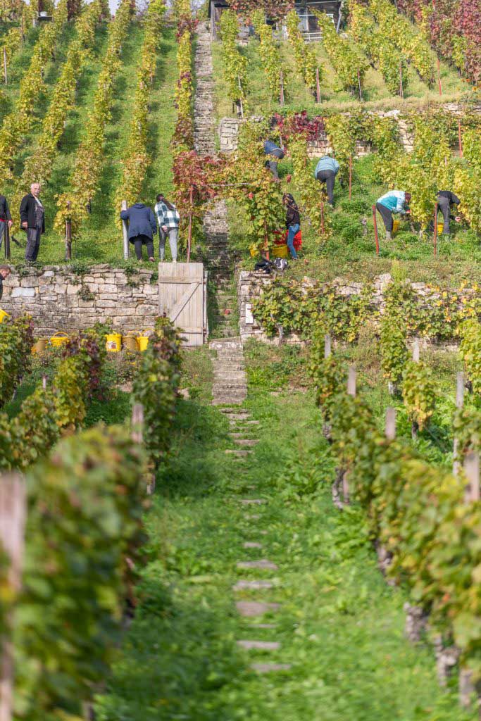 Für die Weinlese werden viele Hände benötigt (c) Saale-Unstrut-Tourismus e.V., Falko Matte