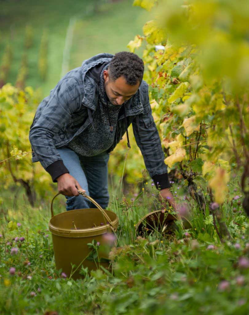 Mit Eimern bewaffnet geht es bei der Weinlese den Berg hinauf (c) Saale-Unstrut-Tourismus e.V., Falko Matte