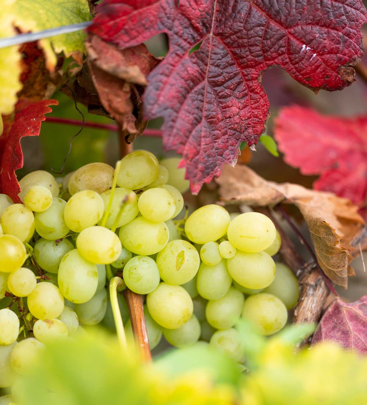 Die Weinberge färben im Herbst Saale-Unstrut bunt (c) Saale-Unstrut-Tourismus e.V., Falko Matte