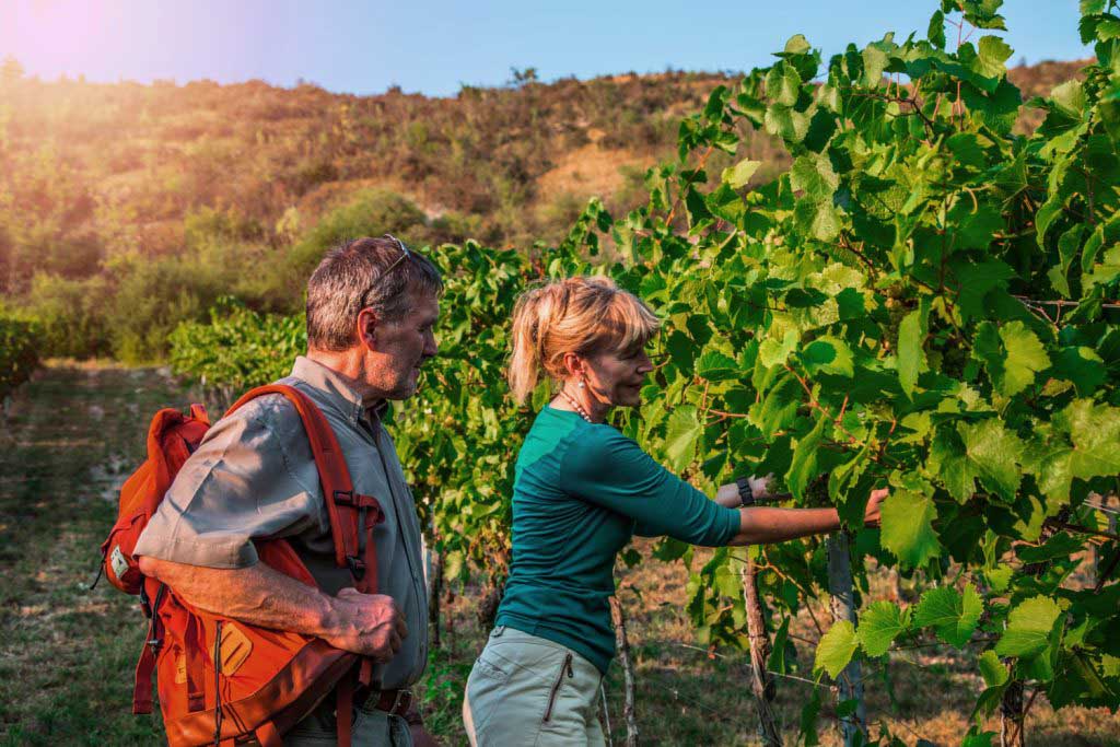 Bei einer Weinbergsführung kommen Sie auch bis an die Reben heran (c) Saale-Unstrut-Tourismus e.V., Tranmedial