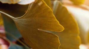 Gingko in Ostrava Castle Park