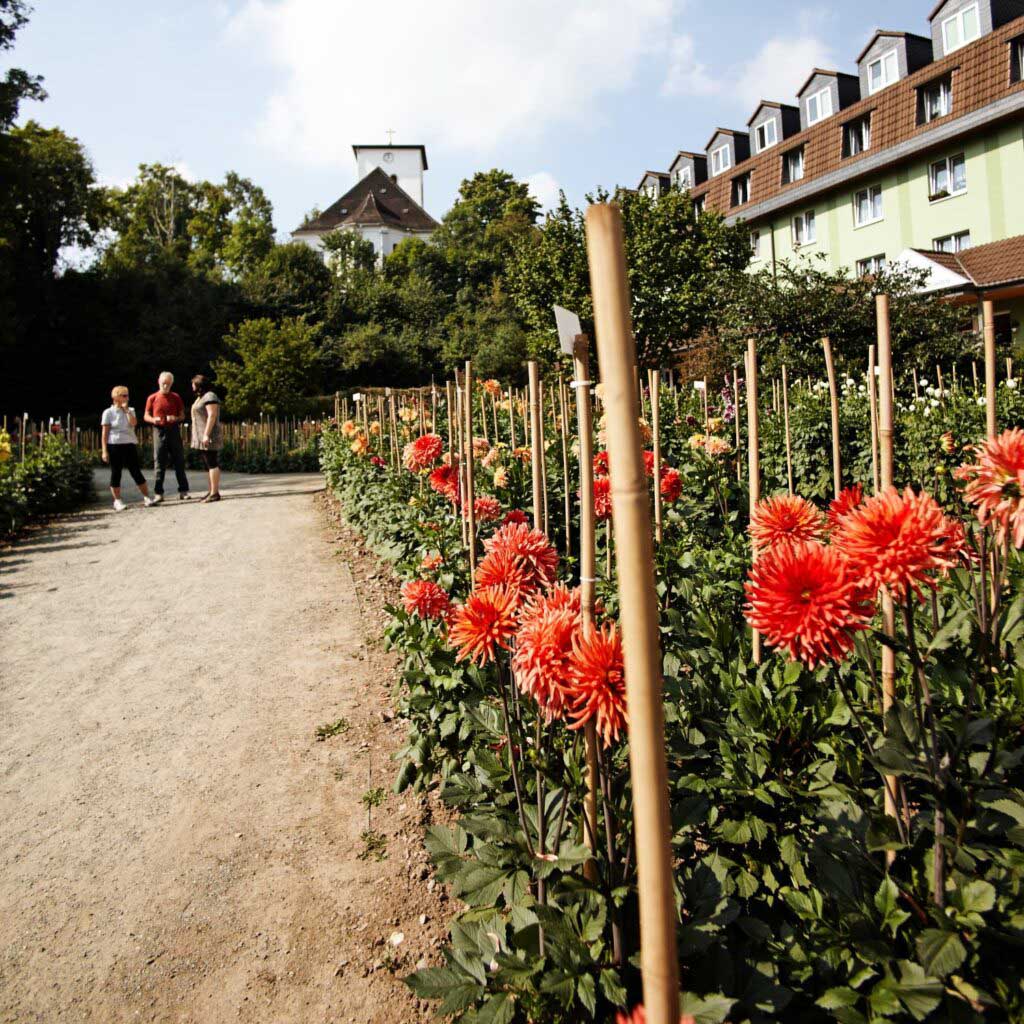 Het wordt kleurrijk in het Dahliacentrum in Bad Köstritz (c) Thüringer Tourismusverband Jena-Saale-Holzland e.V., Jens Hauspurg
