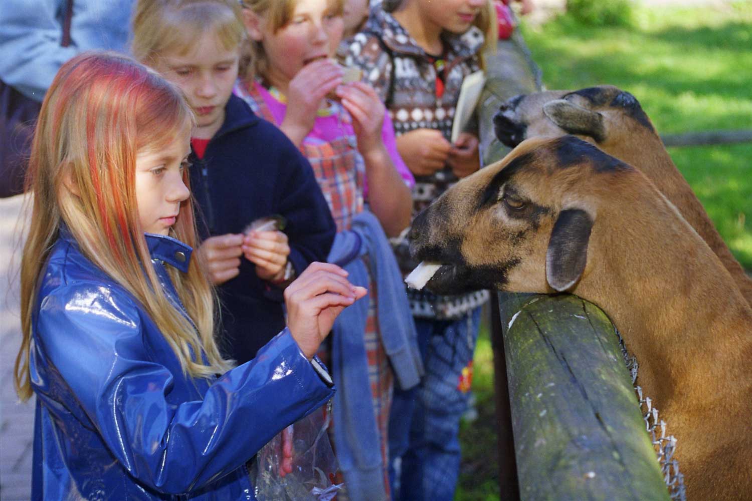 Ziegenfütterung im Tierpark Bad Kösen (c) Stadt Naumburg