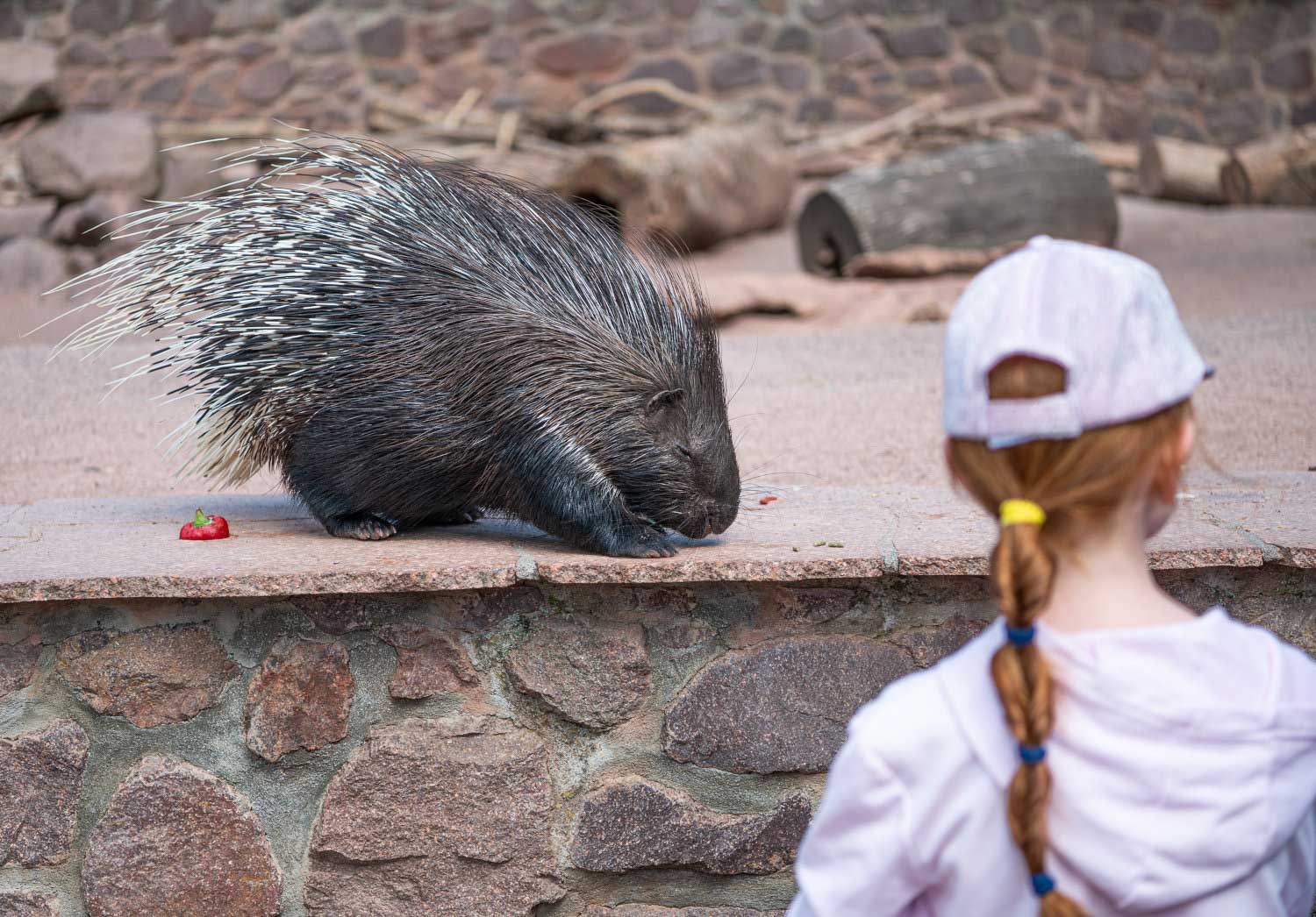 Im Tierpark Petersberg kommen Sie den Tieren ganz nah (c) Saale-Unstrut-Tourismus e.V., Falko Matte