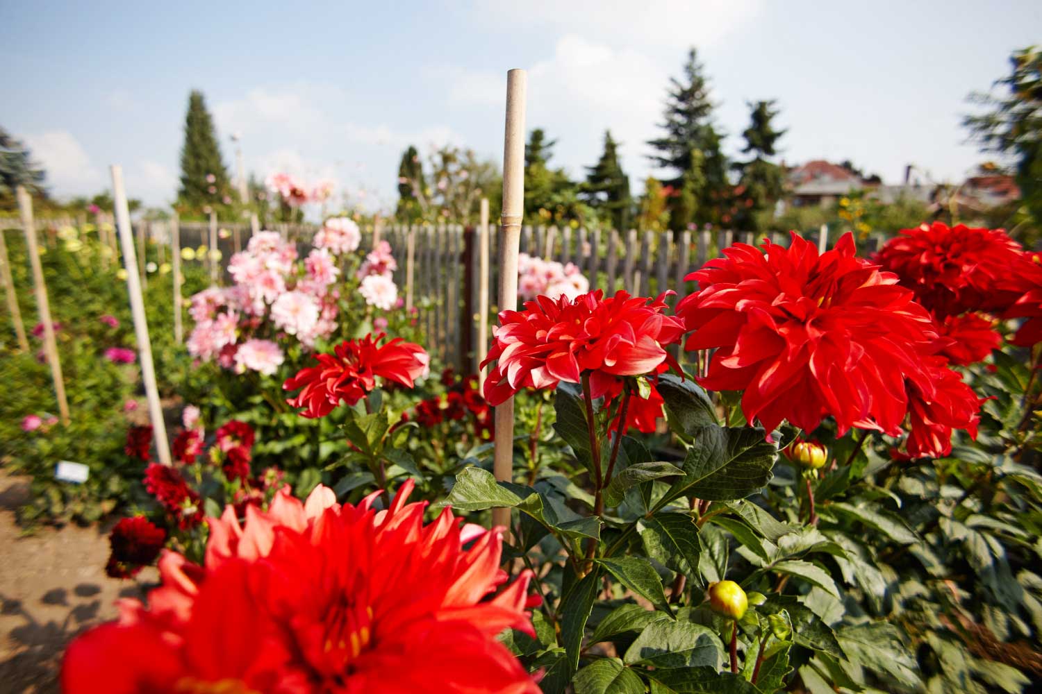 Psst … Dahlienblüte in Bad Köstritz genießen