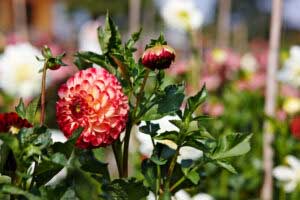 Dahlia blossom in Bad Köstritz (c) Jens Hauspurg